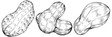 Peanut el çizimi Vektör İllüstrasyonu beyaz arkaplanda izole edildi. Restoran menüsü, market etiketi, logo, amblem ve mutfak tasarımı için Retro style tarım ürünü. Yiyecek ambalajı için dekorasyon.
