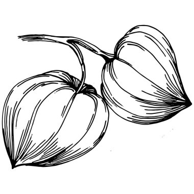 Vector physalis summer. Isolated botanical flower, leaves. Black and white engraved sketch ink art. Leaf plant botanical garden floral foliage. Wildflower drawing leaf illustration element.