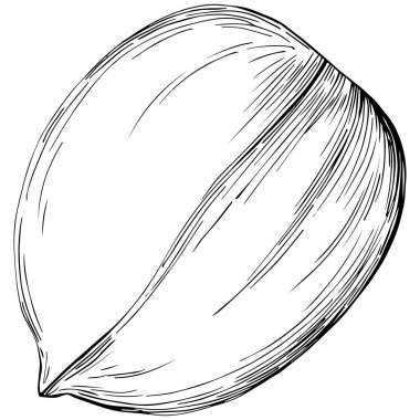 Peanut el çizimi Vektör İllüstrasyonu beyaz arkaplanda izole edildi. Restoran menüsü, market etiketi, logo, amblem ve mutfak tasarımı için Retro style tarım ürünü. Yiyecek ambalajı için dekorasyon.