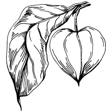 Vector physalis summer. Isolated botanical flower, leaves. Black and white engraved sketch ink art. Leaf plant botanical garden floral foliage. Wildflower drawing leaf illustration element.