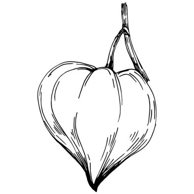 Vector physalis summer. Isolated botanical flower, leaves. Black and white engraved sketch ink art. Leaf plant botanical garden floral foliage. Wildflower drawing leaf illustration element.