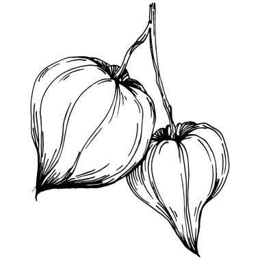 Vector physalis summer. Isolated botanical flower, leaves. Black and white engraved sketch ink art. Leaf plant botanical garden floral foliage. Wildflower drawing leaf illustration element.