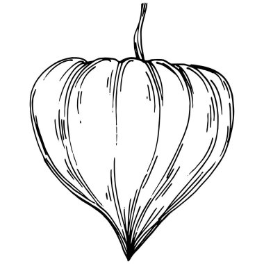Vector physalis summer. Isolated botanical flower, leaves. Black and white engraved sketch ink art. Leaf plant botanical garden floral foliage. Wildflower drawing leaf illustration element.