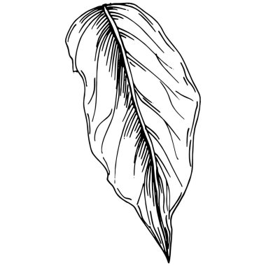 Vector physalis summer. Isolated botanical flower, leaves. Black and white engraved sketch ink art. Leaf plant botanical garden floral foliage. Wildflower drawing leaf illustration element.