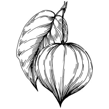 Vector physalis summer. Isolated botanical flower, leaves. Black and white engraved sketch ink art. Leaf plant botanical garden floral foliage. Wildflower drawing leaf illustration element.