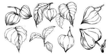 Vector physalis summer. Isolated botanical flower, leaves. Black and white engraved sketch ink art. Leaf plant botanical garden floral foliage. Wildflower drawing leaf illustration element.