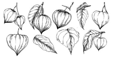 Vector physalis summer. Isolated botanical flower, leaves. Black and white engraved sketch ink art. Leaf plant botanical garden floral foliage. Wildflower drawing leaf illustration element.