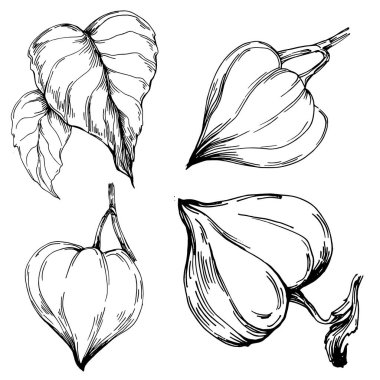 Vector physalis summer. Isolated botanical flower, leaves. Black and white engraved sketch ink art. Leaf plant botanical garden floral foliage. Wildflower drawing leaf illustration element.