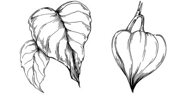 Vector physalis summer. Isolated botanical flower, leaves. Black and white engraved sketch ink art. Leaf plant botanical garden floral foliage. Wildflower drawing leaf illustration element.