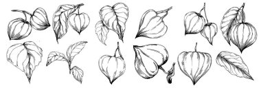 Vector physalis summer. Isolated botanical flower, leaves. Black and white engraved sketch ink art. Leaf plant botanical garden floral foliage. Wildflower drawing leaf illustration element.