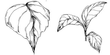 Vector physalis summer. Isolated botanical flower, leaves. Black and white engraved sketch ink art. Leaf plant botanical garden floral foliage. Wildflower drawing leaf illustration element.