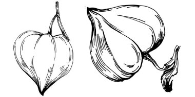 Vector physalis summer. Isolated botanical flower, leaves. Black and white engraved sketch ink art. Leaf plant botanical garden floral foliage. Wildflower drawing leaf illustration element.