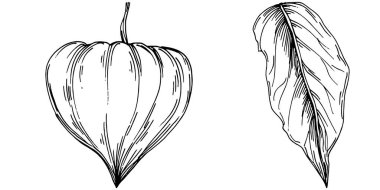 Vector physalis summer. Isolated botanical flower, leaves. Black and white engraved sketch ink art. Leaf plant botanical garden floral foliage. Wildflower drawing leaf illustration element.