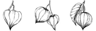Vector physalis summer. Isolated botanical flower, leaves. Black and white engraved sketch ink art. Leaf plant botanical garden floral foliage. Wildflower drawing leaf illustration element.