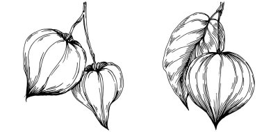 Vector physalis summer. Isolated botanical flower, leaves. Black and white engraved sketch ink art. Leaf plant botanical garden floral foliage. Wildflower drawing leaf illustration element.
