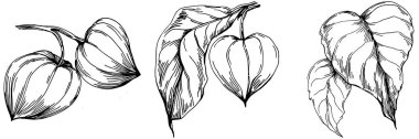 Vector physalis summer. Isolated botanical flower, leaves. Black and white engraved sketch ink art. Leaf plant botanical garden floral foliage. Wildflower drawing leaf illustration element.
