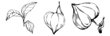 Vector physalis summer. Isolated botanical flower, leaves. Black and white engraved sketch ink art. Leaf plant botanical garden floral foliage. Wildflower drawing leaf illustration element.