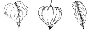 Vector physalis summer. Isolated botanical flower, leaves. Black and white engraved sketch ink art. Leaf plant botanical garden floral foliage. Wildflower drawing leaf illustration element.