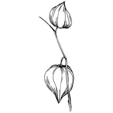 Vector physalis summer. Isolated botanical flower, leaves. Black and white engraved sketch ink art. Leaf plant botanical garden floral foliage. Wildflower drawing leaf illustration element.