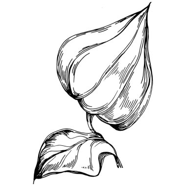 Vector physalis summer. Isolated botanical flower, leaves. Black and white engraved sketch ink art. Leaf plant botanical garden floral foliage. Wildflower drawing leaf illustration element.