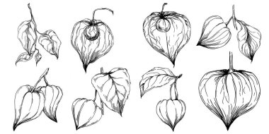 Vector physalis summer. Isolated botanical flower, leaves. Black and white engraved sketch ink art. Leaf plant botanical garden floral foliage. Wildflower drawing leaf illustration element.