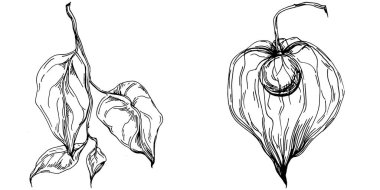 Vector physalis summer. Isolated botanical flower, leaves. Black and white engraved sketch ink art. Leaf plant botanical garden floral foliage. Wildflower drawing leaf illustration element.