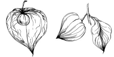 Vector physalis summer. Isolated botanical flower, leaves. Black and white engraved sketch ink art. Leaf plant botanical garden floral foliage. Wildflower drawing leaf illustration element.