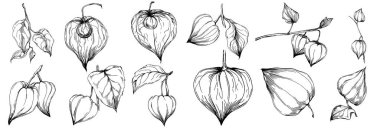 Vector physalis summer. Isolated botanical flower, leaves. Black and white engraved sketch ink art. Leaf plant botanical garden floral foliage. Wildflower drawing leaf illustration element.