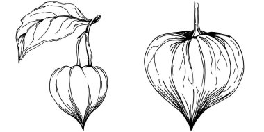 Vector physalis summer. Isolated botanical flower, leaves. Black and white engraved sketch ink art. Leaf plant botanical garden floral foliage. Wildflower drawing leaf illustration element.