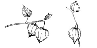 Vector physalis summer. Isolated botanical flower, leaves. Black and white engraved sketch ink art. Leaf plant botanical garden floral foliage. Wildflower drawing leaf illustration element.