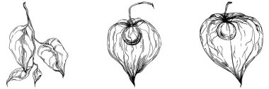 Vector physalis summer. Isolated botanical flower, leaves. Black and white engraved sketch ink art. Leaf plant botanical garden floral foliage. Wildflower drawing leaf illustration element.