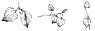 Vector physalis summer. Isolated botanical flower, leaves. Black and white engraved sketch ink art. Leaf plant botanical garden floral foliage. Wildflower drawing leaf illustration element.