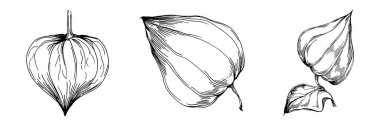 Vector physalis summer. Isolated botanical flower, leaves. Black and white engraved sketch ink art. Leaf plant botanical garden floral foliage. Wildflower drawing leaf illustration element.