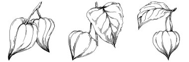 Vector physalis summer. Isolated botanical flower, leaves. Black and white engraved sketch ink art. Leaf plant botanical garden floral foliage. Wildflower drawing leaf illustration element.