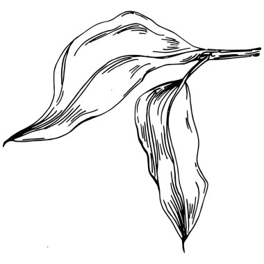 Vector pamuk yazı. İzole botanik çiçeği, yapraklar. Siyah ve beyaz oymalı mürekkep resimleri. Yaprak bitkisi, botanik bahçesi çiçek yaprakları. Yaban çiçeği yaprağı çizim elementi.