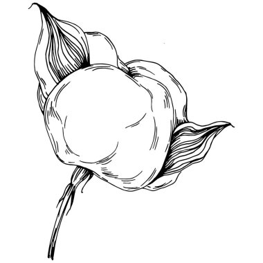 Vector pamuk yazı. İzole botanik çiçeği, yapraklar. Siyah ve beyaz oymalı mürekkep resimleri. Yaprak bitkisi, botanik bahçesi çiçek yaprakları. Yaban çiçeği yaprağı çizim elementi.