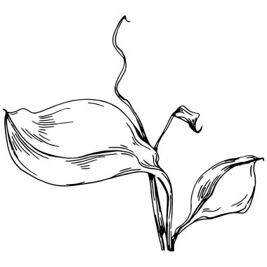 Vector pamuk yazı. İzole botanik çiçeği, yapraklar. Siyah ve beyaz oymalı mürekkep resimleri. Yaprak bitkisi, botanik bahçesi çiçek yaprakları. Yaban çiçeği yaprağı çizim elementi.