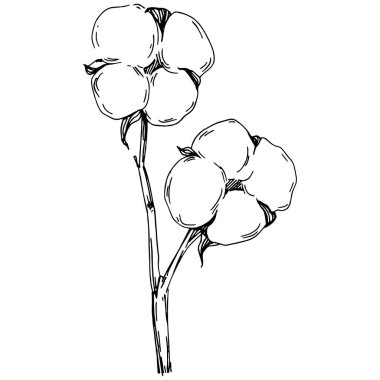 Vector pamuk yazı. İzole botanik çiçeği, yapraklar. Siyah ve beyaz oymalı mürekkep resimleri. Yaprak bitkisi, botanik bahçesi çiçek yaprakları. Yaban çiçeği yaprağı çizim elementi.