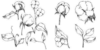 Vector pamuk yazı. İzole botanik çiçeği, yapraklar. Siyah ve beyaz oymalı mürekkep resimleri. Yaprak bitkisi, botanik bahçesi çiçek yaprakları. Yaban çiçeği yaprağı çizim elementi.