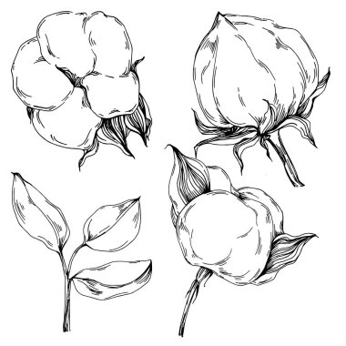 Vector pamuk yazı. İzole botanik çiçeği, yapraklar. Siyah ve beyaz oymalı mürekkep resimleri. Yaprak bitkisi, botanik bahçesi çiçek yaprakları. Yaban çiçeği yaprağı çizim elementi.