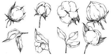 Vector pamuk yazı. İzole botanik çiçeği, yapraklar. Siyah ve beyaz oymalı mürekkep resimleri. Yaprak bitkisi, botanik bahçesi çiçek yaprakları. Yaban çiçeği yaprağı çizim elementi.