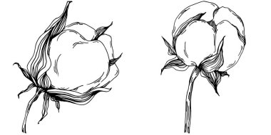 Vector pamuk yazı. İzole botanik çiçeği, yapraklar. Siyah ve beyaz oymalı mürekkep resimleri. Yaprak bitkisi, botanik bahçesi çiçek yaprakları. Yaban çiçeği yaprağı çizim elementi.