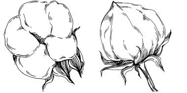 Vector pamuk yazı. İzole botanik çiçeği, yapraklar. Siyah ve beyaz oymalı mürekkep resimleri. Yaprak bitkisi, botanik bahçesi çiçek yaprakları. Yaban çiçeği yaprağı çizim elementi.
