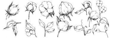 Vector pamuk yazı. İzole botanik çiçeği, yapraklar. Siyah ve beyaz oymalı mürekkep resimleri. Yaprak bitkisi, botanik bahçesi çiçek yaprakları. Yaban çiçeği yaprağı çizim elementi.