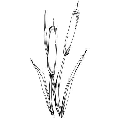 Sketch reeds leaves isolated, suitable for nature concept, summer and holiday. Black and white clip art isolated. Antique vintage engraving illustration for emblem. Herbal medicine.