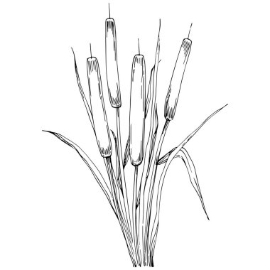 Sketch reeds leaves isolated, suitable for nature concept, summer and holiday. Black and white clip art isolated. Antique vintage engraving illustration for emblem. Herbal medicine.