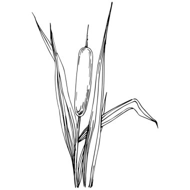 Sketch reeds leaves isolated, suitable for nature concept, summer and holiday. Black and white clip art isolated. Antique vintage engraving illustration for emblem. Herbal medicine.