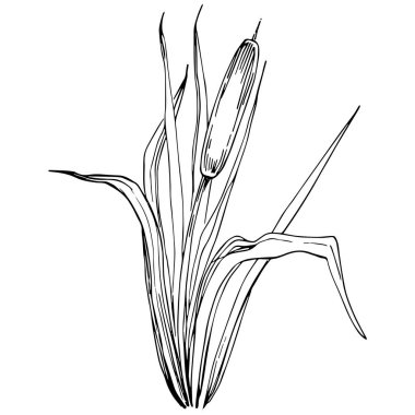 Sketch reeds leaves isolated, suitable for nature concept, summer and holiday. Black and white clip art isolated. Antique vintage engraving illustration for emblem. Herbal medicine.