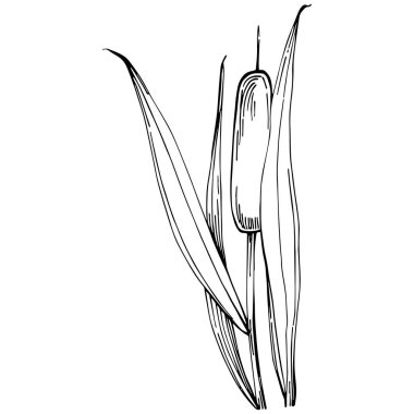 Sketch reeds leaves isolated, suitable for nature concept, summer and holiday. Black and white clip art isolated. Antique vintage engraving illustration for emblem. Herbal medicine.