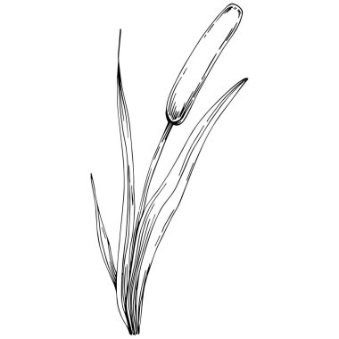 Sketch reeds leaves isolated, suitable for nature concept, summer and holiday. Black and white clip art isolated. Antique vintage engraving illustration for emblem. Herbal medicine.